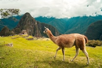 A llama stands on a grassy foreground with the ancient Incan site of Machu Picchu in the background. The landscape features lush green terraces, stone ruins, and towering mountain peaks under a cloudy sky.