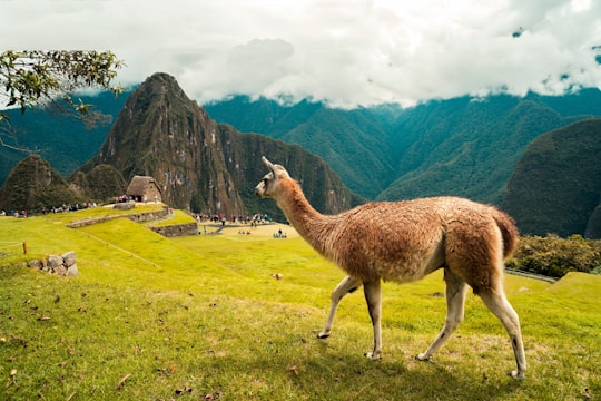 brown llama on green grass field during daytime in Machu Picchu Peru