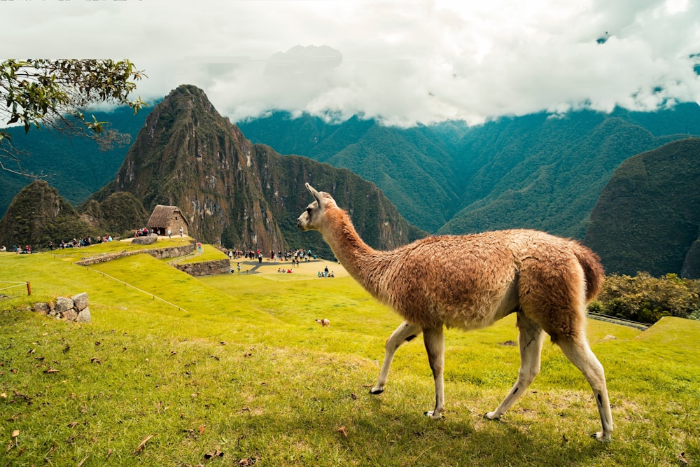 brown llama on green grass field during daytime