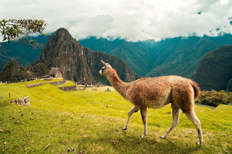 Llama en Machu Picchu
