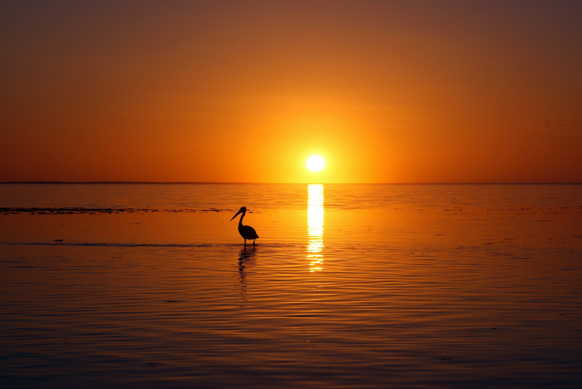 silhouette of bird on body of water at golden hour
