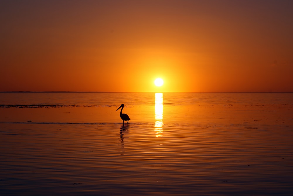 Silhouette eines Vogels auf einem Gewässer zur goldenen Stunde