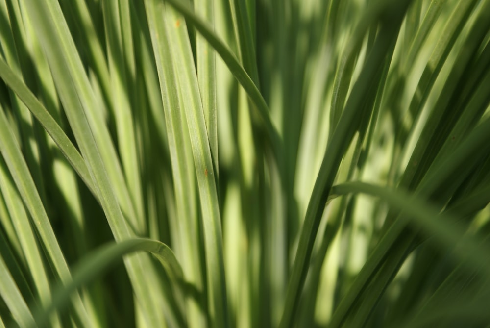 macro focus photography of green grasses