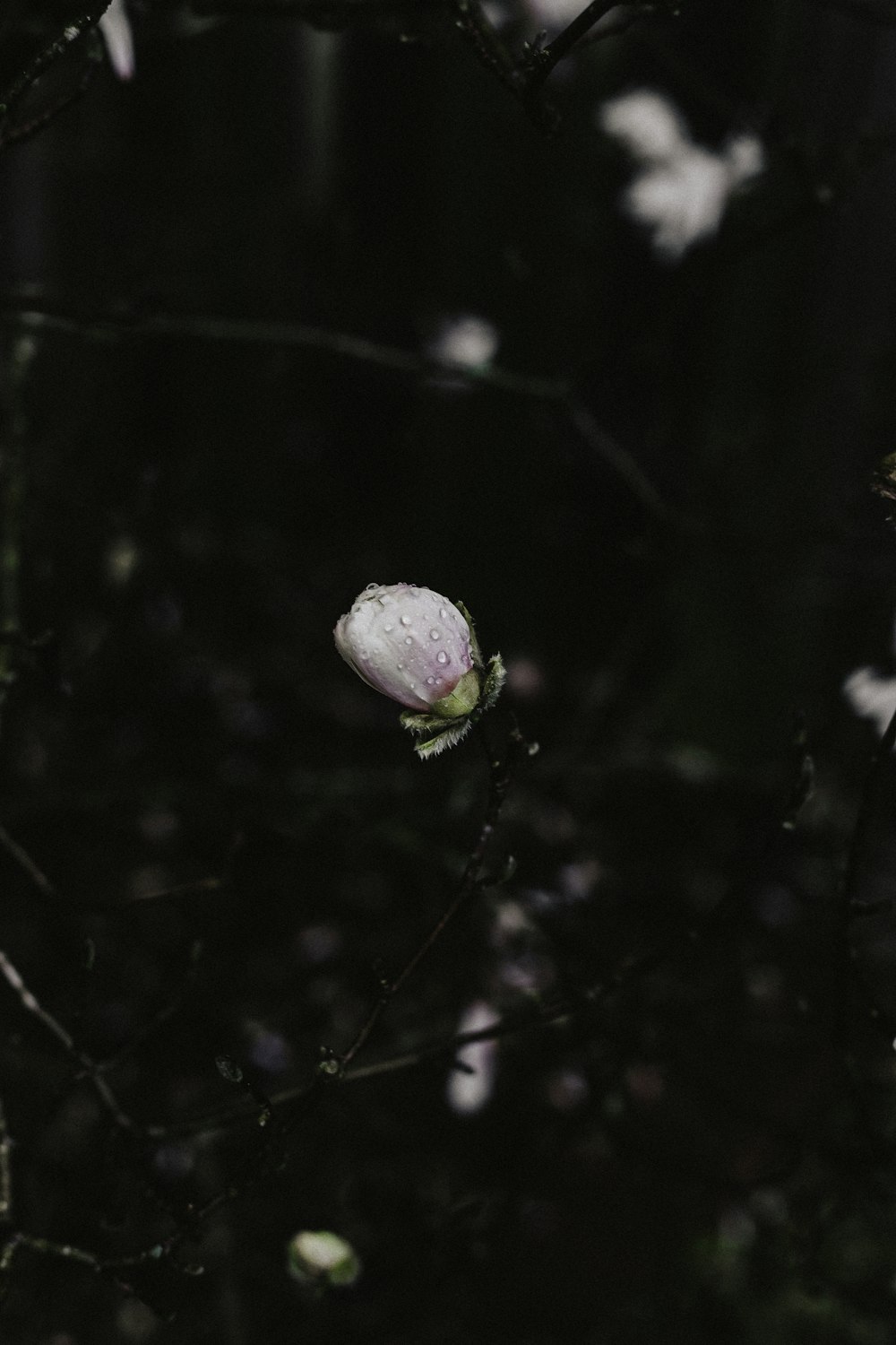 pink petaled flower close-up photo