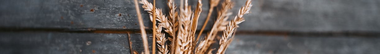 selective focus photography of wheat on brown surface