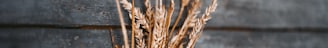 selective focus photography of wheat on brown surface