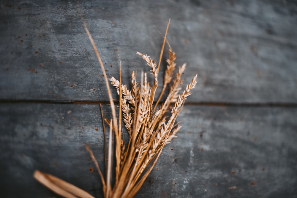 Photographie sélective de blé sur une surface brune