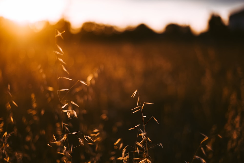 selective focus photography of plant during golden hour