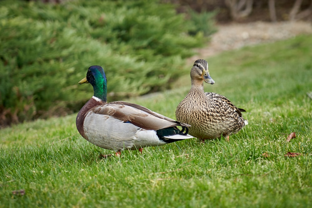Due anatre marroni in piedi su erba verde