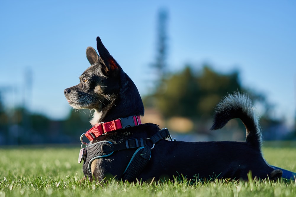 short-coated black puppy lying on green grass field at daytime