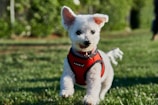 A small, fluffy white dog is running on the grass wearing a red harness. Its ears are perked up and its tongue is slightly out, suggesting excitement or joy. The background features blurred greenery, typical of a park or garden setting.