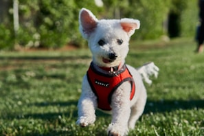 A small, fluffy white dog is running on the grass wearing a red harness. Its ears are perked up and its tongue is slightly out, suggesting excitement or joy. The background features blurred greenery, typical of a park or garden setting.