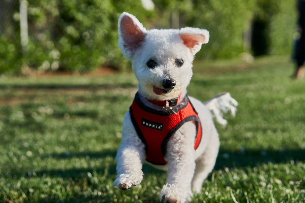 white puppy running on green grasses