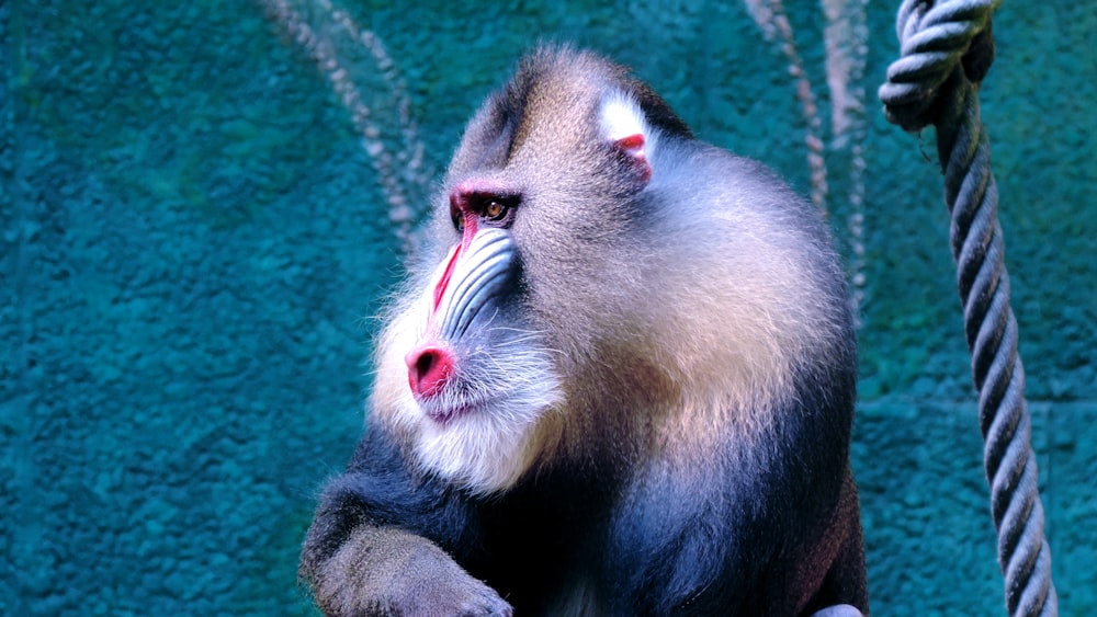 Baboon sitting beside green wall