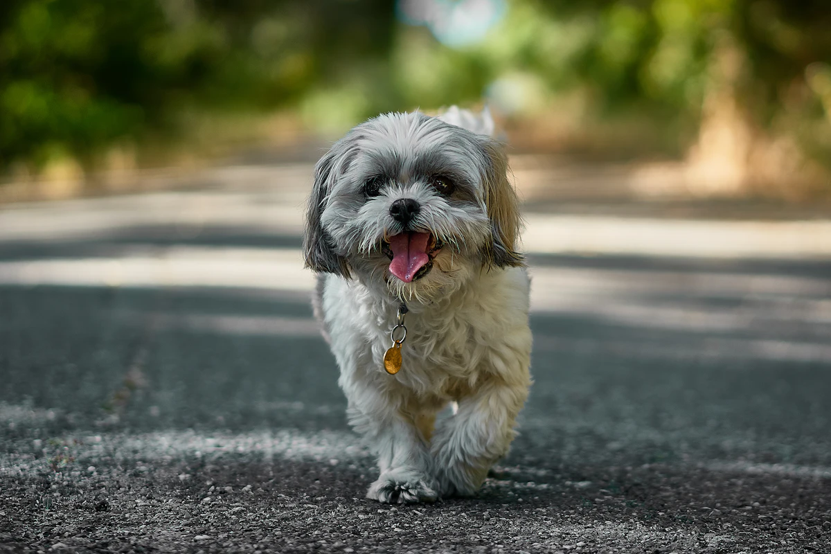 Shih tzu blanco, gris y canela caminando hacia la cámara en un sendero, pelo largo y hocico corto