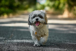 adult white and black Shih Tzu