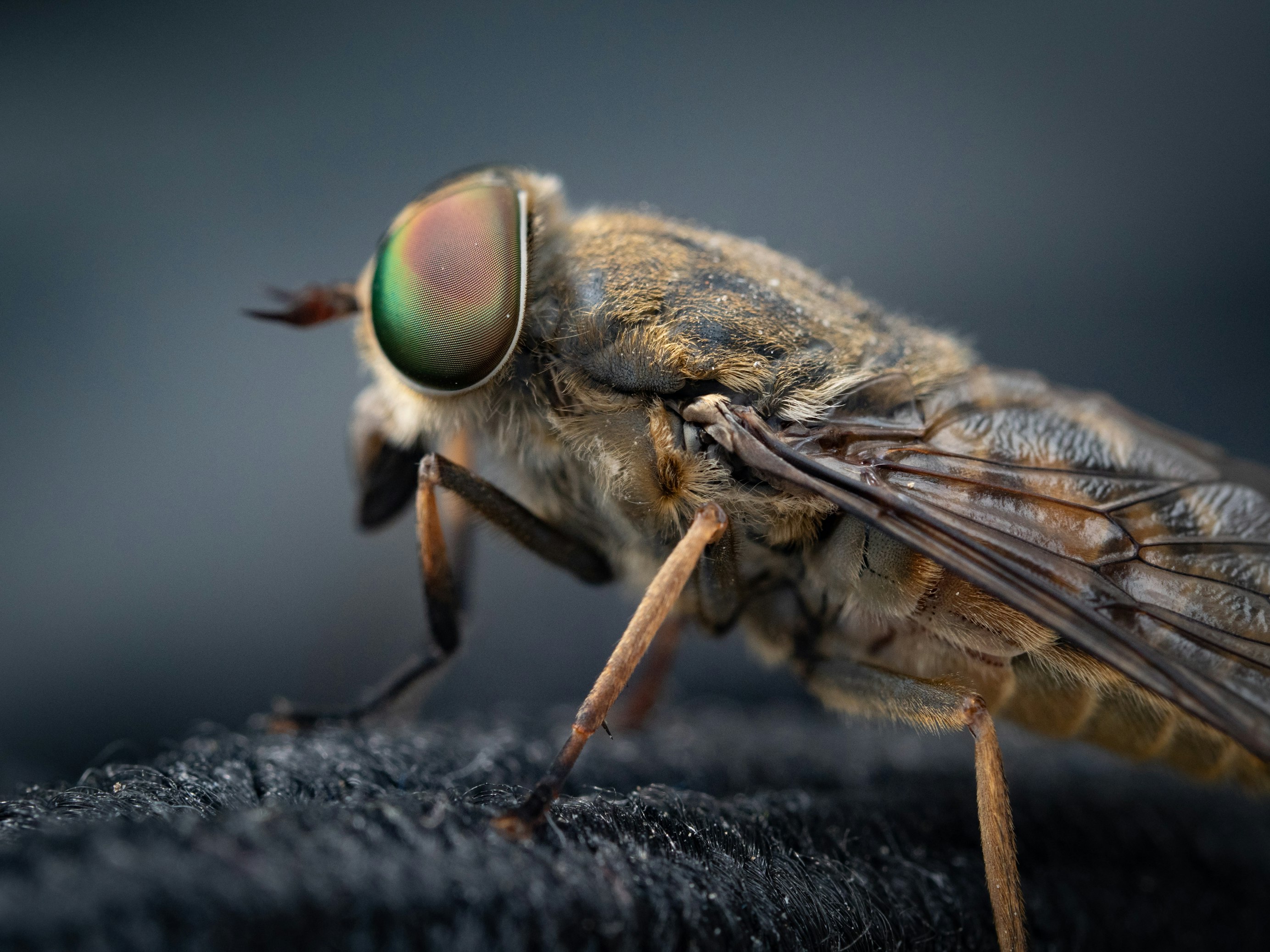 Hyperalarming Study Shows Massive Insect Loss