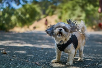 A small, fluffy dog wearing a black harness stands on a path with its ears flapping in the wind. Surrounding the path are blurred green trees, indicating a natural setting.
