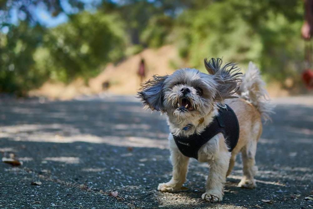 Cachorro em pé na estrada Fotografia de foco seletivo