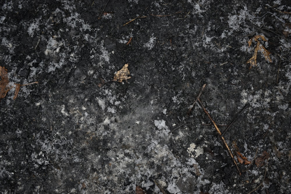 black concrete floor with withered leaves