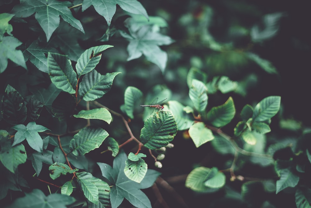 Fotografía de enfoque selectivo de planta de hoja verde