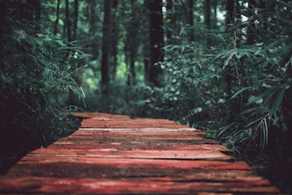 brown wooden path in the middle of green plants