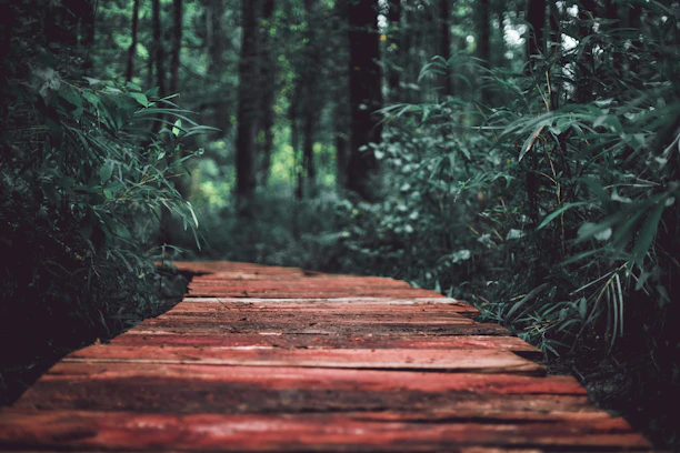 brown wooden path in the middle of green plants