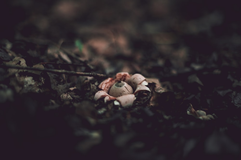 closeup photo of beige mushroom