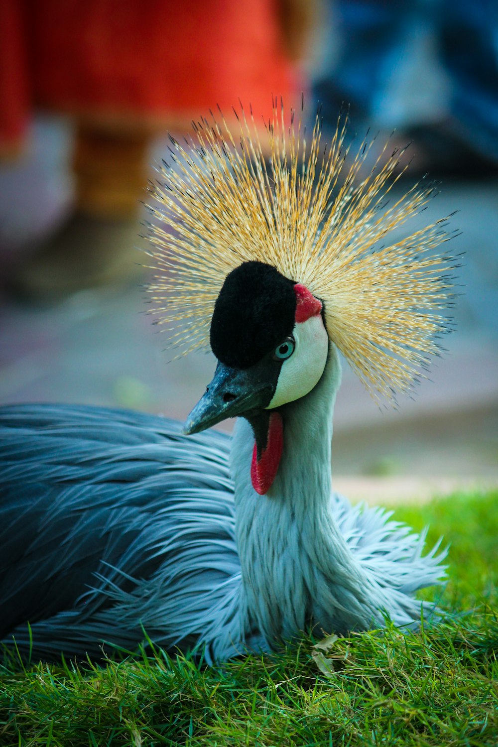 selective-focus photo of a pea cock