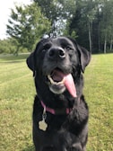 A playful Labrador practicing recall exercises in a spacious outdoor area with greenery