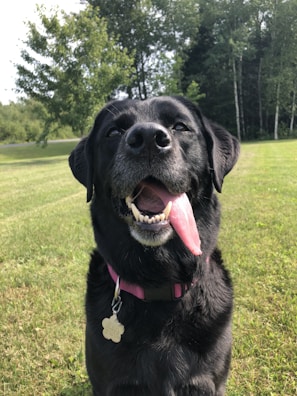 A playful Labrador practicing recall exercises in a spacious outdoor area with greenery
