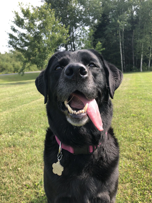 A joyful labrador playing fetch on a grassy field with Andre smiling nearby