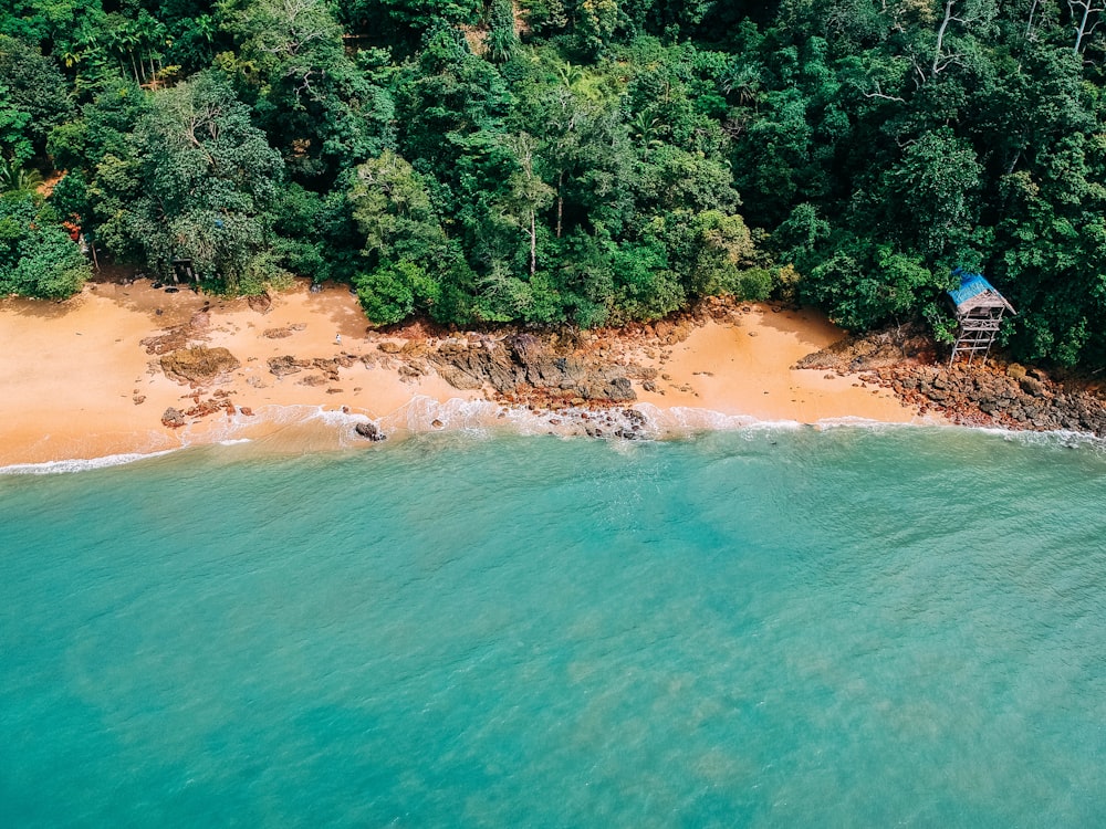 aerial photography of seashore near trees