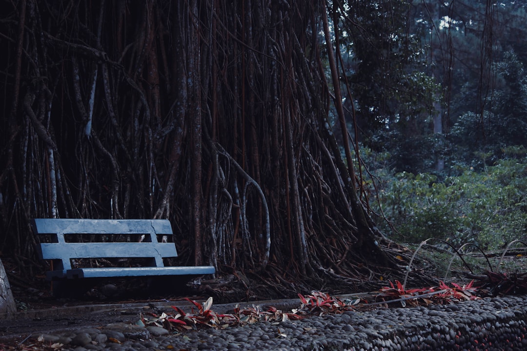 Forest photo spot Bogor Botanical Gardens Bogor