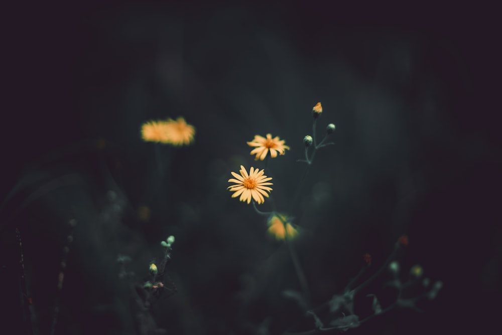 Photographie sélective de la fleur d’aster jaune