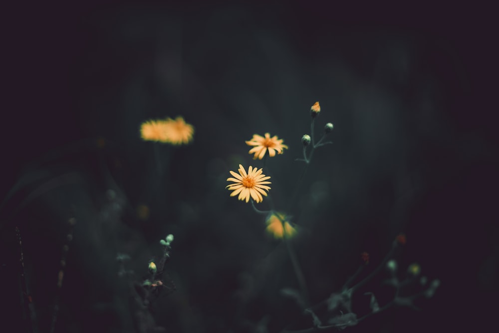 selective focus photography of yellow aster flower