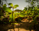shallow focus photography of green leafed plants