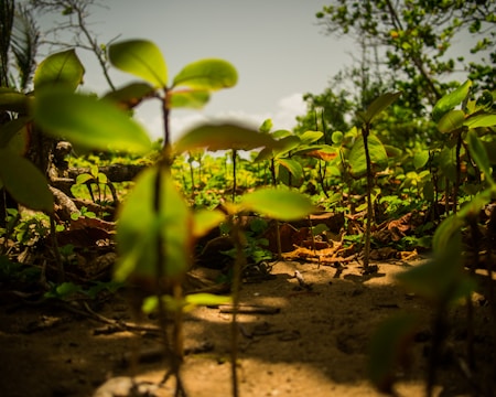 shallow focus photography of green leafed plants