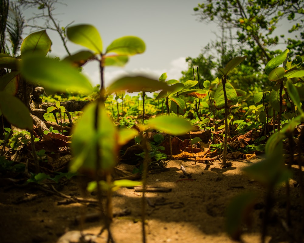 shallow focus photography of green leafed plants