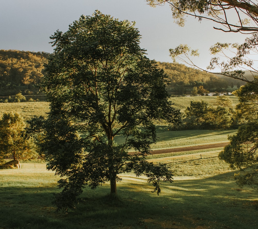 photo of lone tree