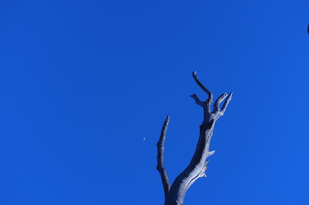 Fotografia di vista dell'occhio del verme dell'albero spoglio