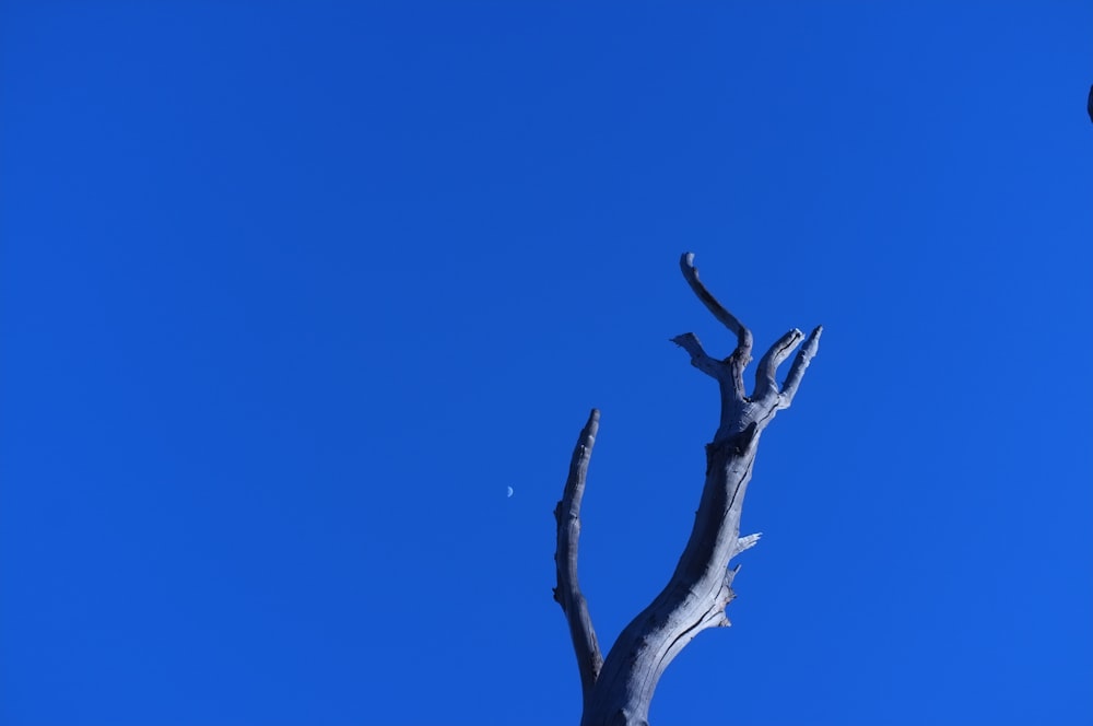 worm's eye view photography of bare tree