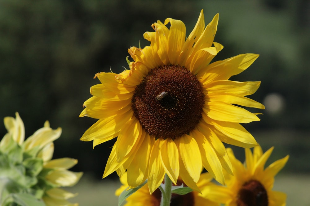 selective focus photography of yellow sunflower