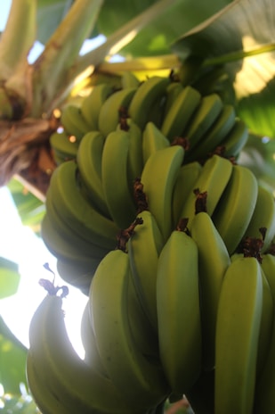 Farm workers carefully harvesting ripe G9 bananas in the early morning light.