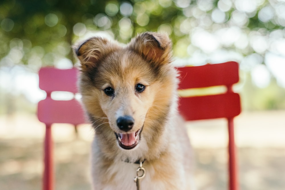 beige and white dog