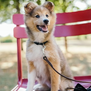 medium-coated tan and white puppy sitting on red metal bench at daytime