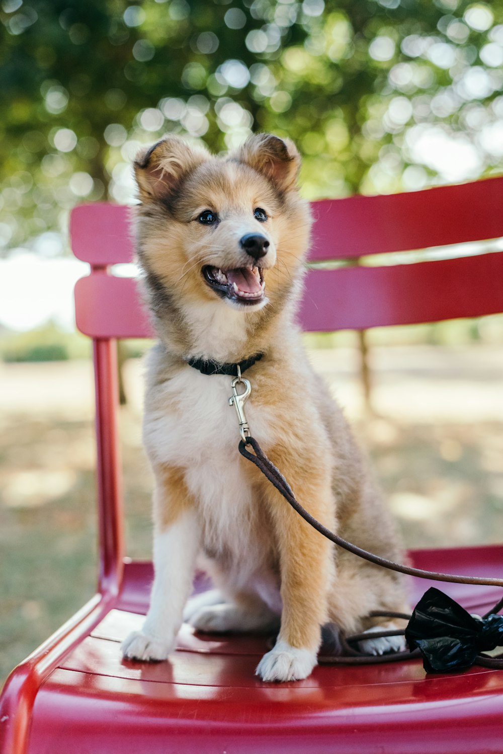 medium-coated tan and white puppy sitting on red metal bench at daytime