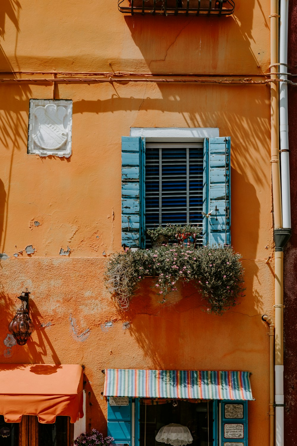 green plants in blue window pane