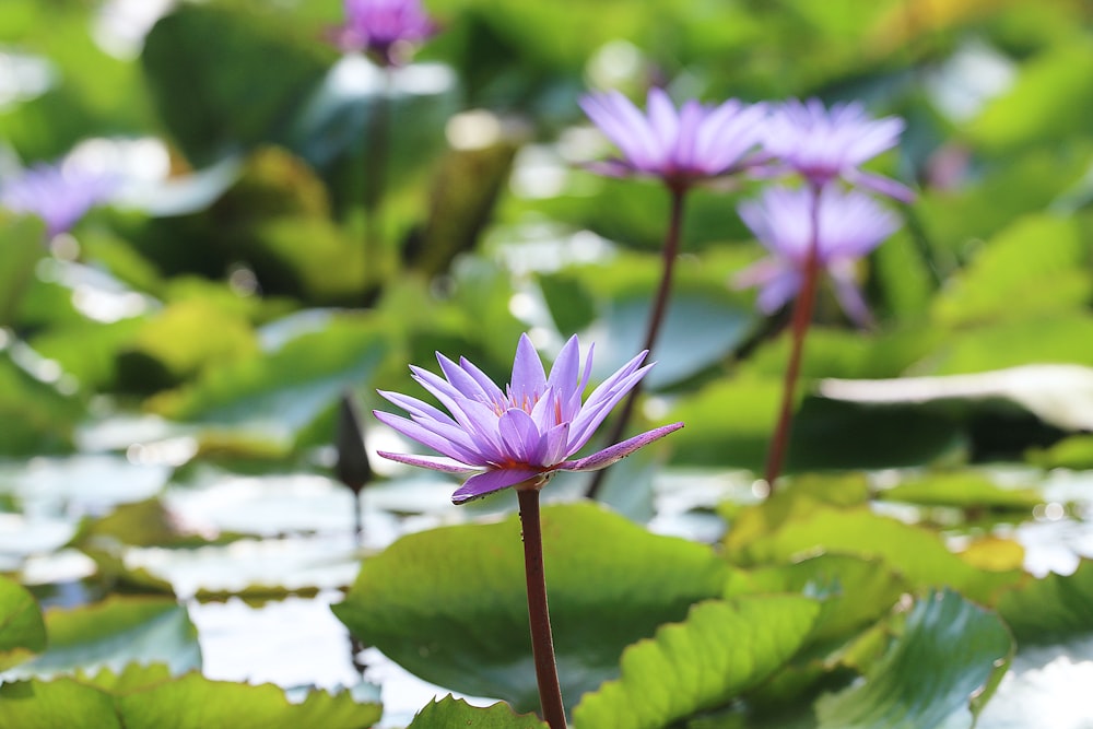 selective focus photography of lutos flower