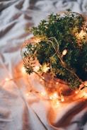 A potted plant is adorned with warm glowing string lights, placed on a soft, light-colored fabric surface. The lights create a cozy and inviting atmosphere, highlighting the green foliage of the plant.
